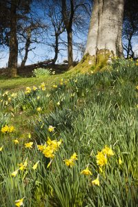 Daffodils in spring sunshin