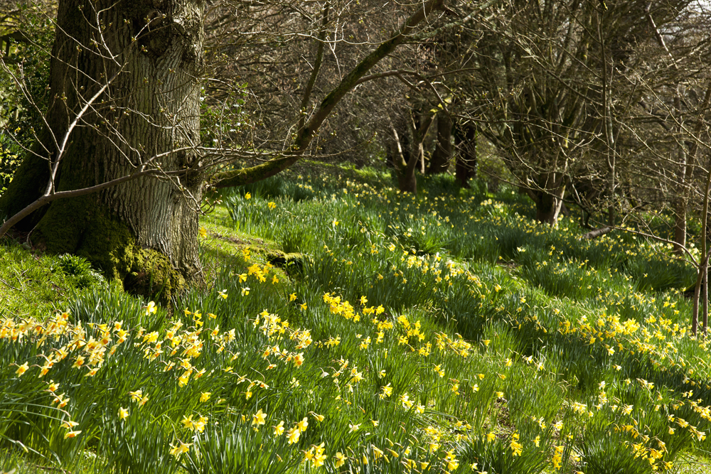 Minterne Gardens Daffodils