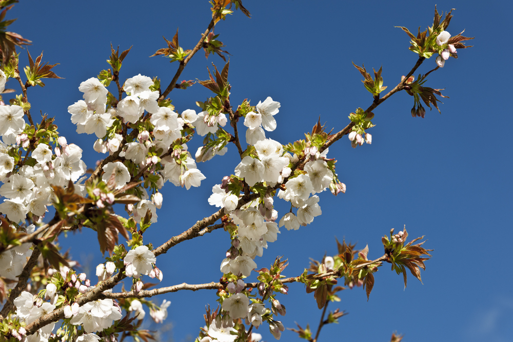 cherry blossom