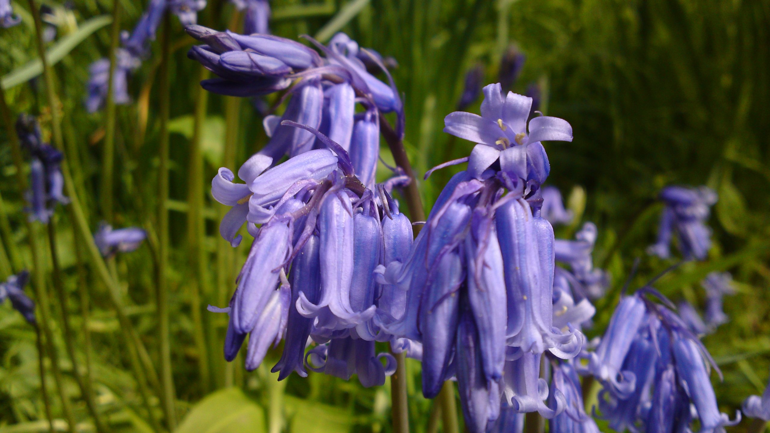 Bluebells at Minterne