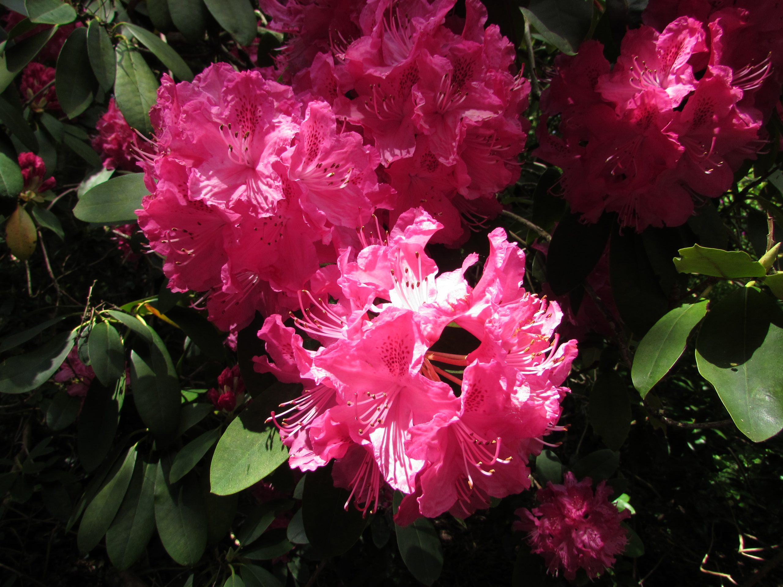 Rhodendrons at Minterne