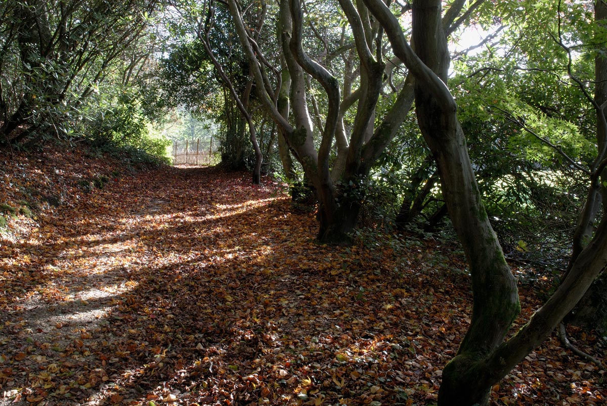 Autumn at Minterne