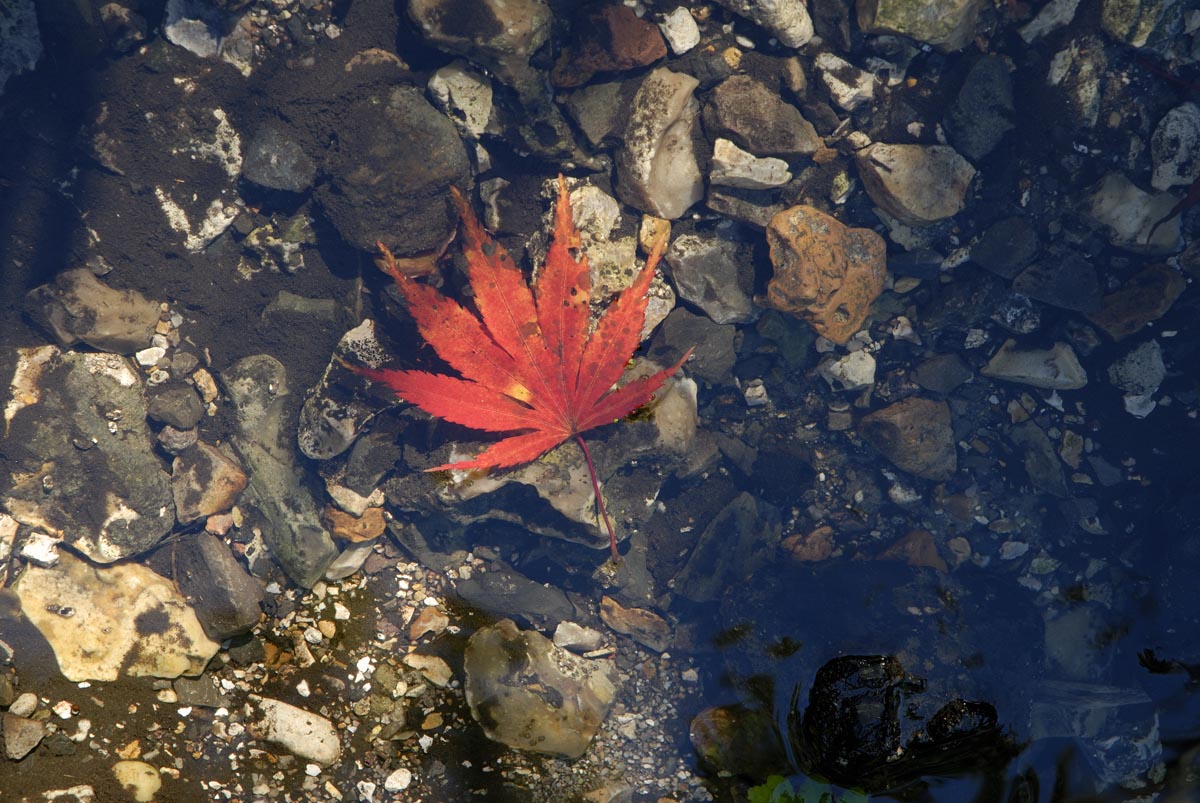 Autumn leaves